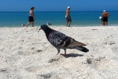 beach2